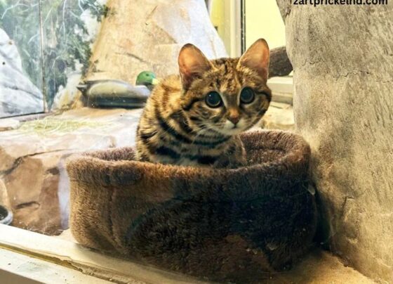 Utah Hogle Zoo Black Footed Cat