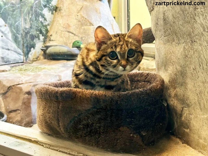 Utah Hogle Zoo Black Footed Cat